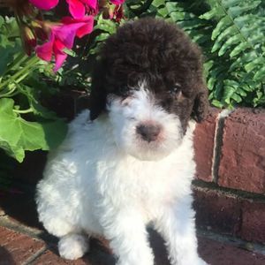 Meet your Posher, Millie